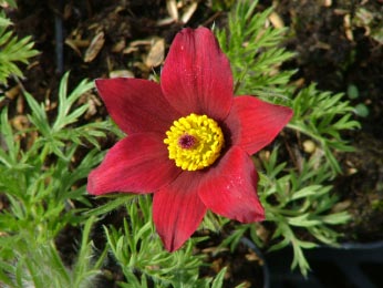 Pulsatilla vulgaris 'Rubra' Wildemanskruid bestellen